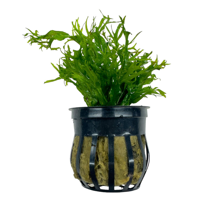 Java Fern 'Windelov' Pot