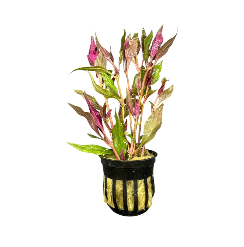 Alternanthera Reineckii Pot