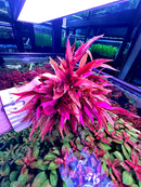 Alternanthera Reineckii Lilacina - [AquaticMotiv]