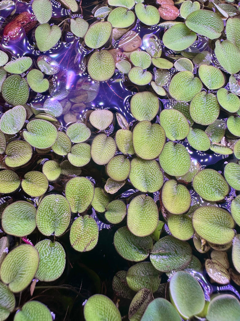 Salvinia Minima