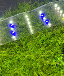 Spiky Moss (Taxiphyllum sp.) 3" x 3" Mat - [AquaticMotiv]