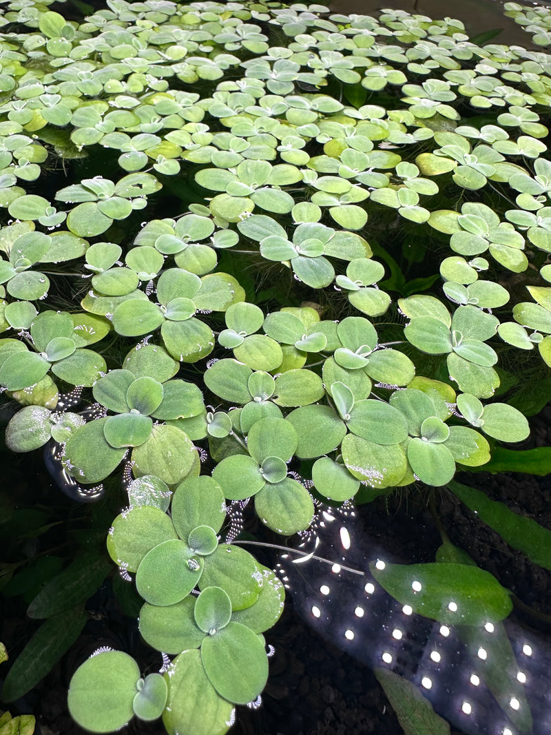 Water Lettuce Portion (Pistia Sp.) - Young Plants