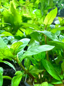 Staurogyne Repens Clump - [AquaticMotiv]