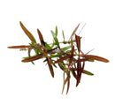 Hygrophila Araguaia (Hygro Lancea 'Araguaia') - [AquaticMotiv]