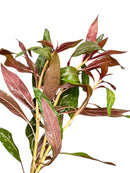 Ludwigia Peruensis - [AquaticMotiv]