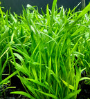 Micro Sword (Lilaeopsis Novaezelandiae) Pot - [AquaticMotiv]