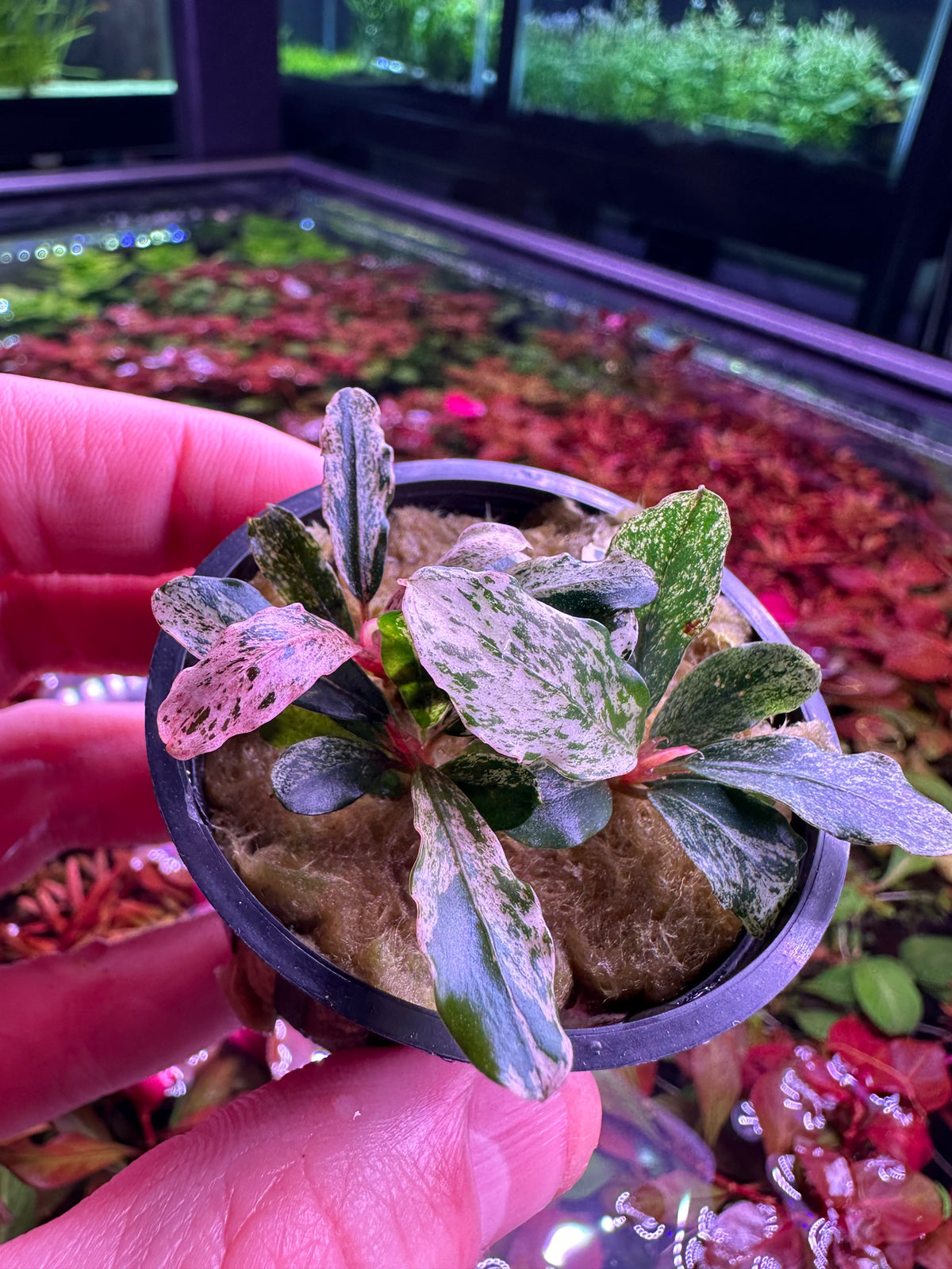 水草育成 Bucephalandra sp.Varigata PV Bucephalandra Variegated | AquaticMotiv