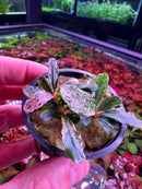 Bucephalandra Variegated - [AquaticMotiv]