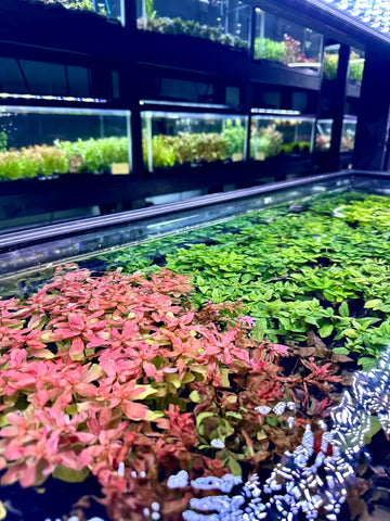 evmlookbook_expertvillagemedia