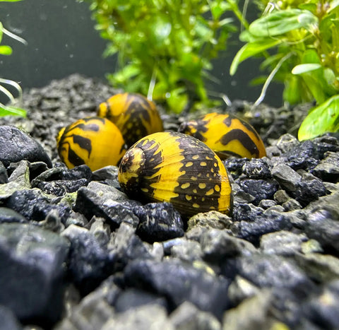 Yellow Racer Nerite Snails