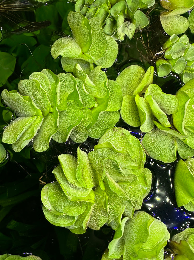 Salvinia Natans