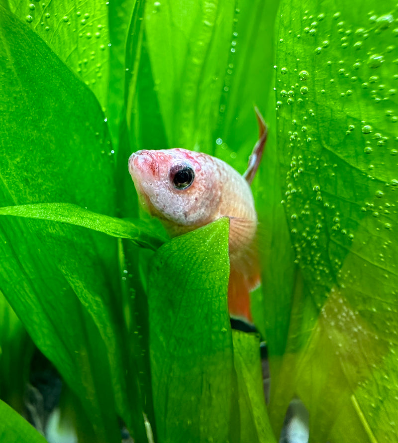 Female Betta Sorority Pack