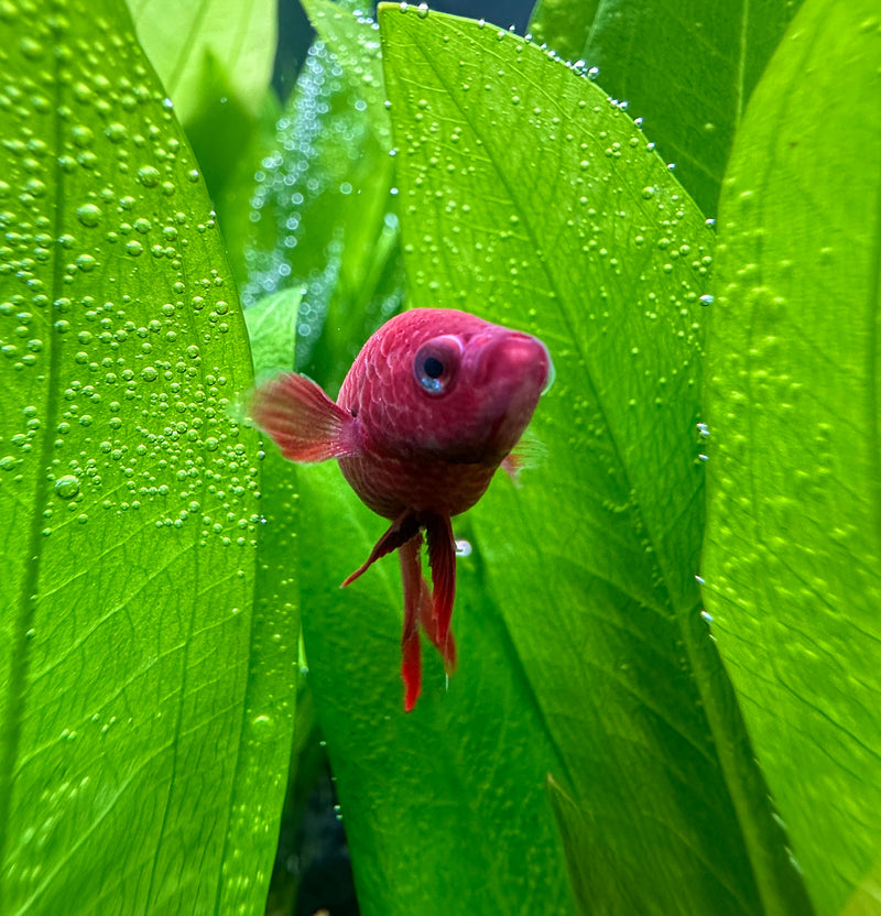 Female Betta Sorority Pack