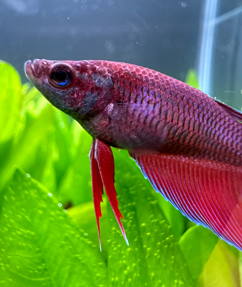 Female Betta Sorority Pack