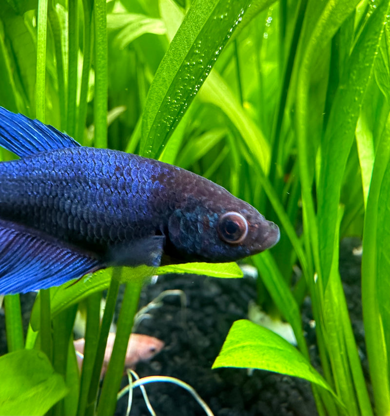 Female Betta Sorority Pack