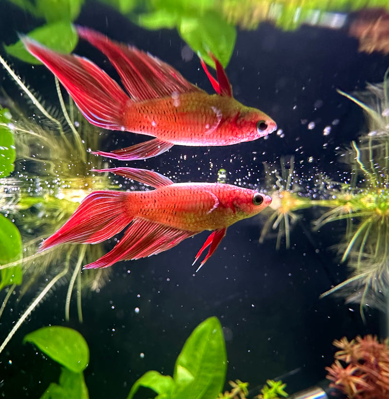 Female Betta Sorority Pack