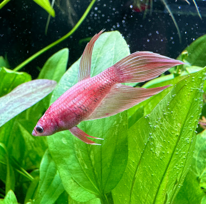 Female Betta Sorority Pack