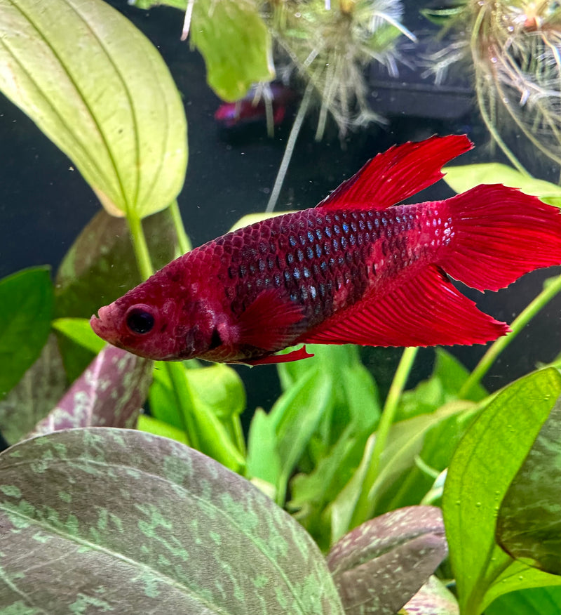 Female Betta Sorority Pack