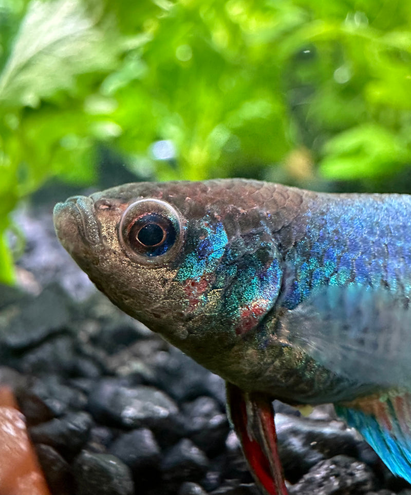 Female Betta Sorority Pack