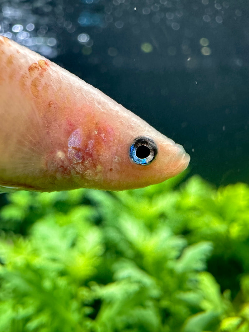 Female Betta Sorority Pack