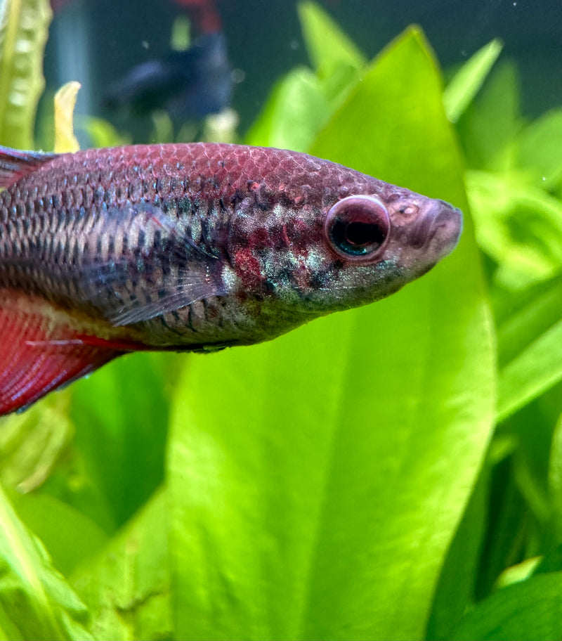 Female Betta Sorority Pack