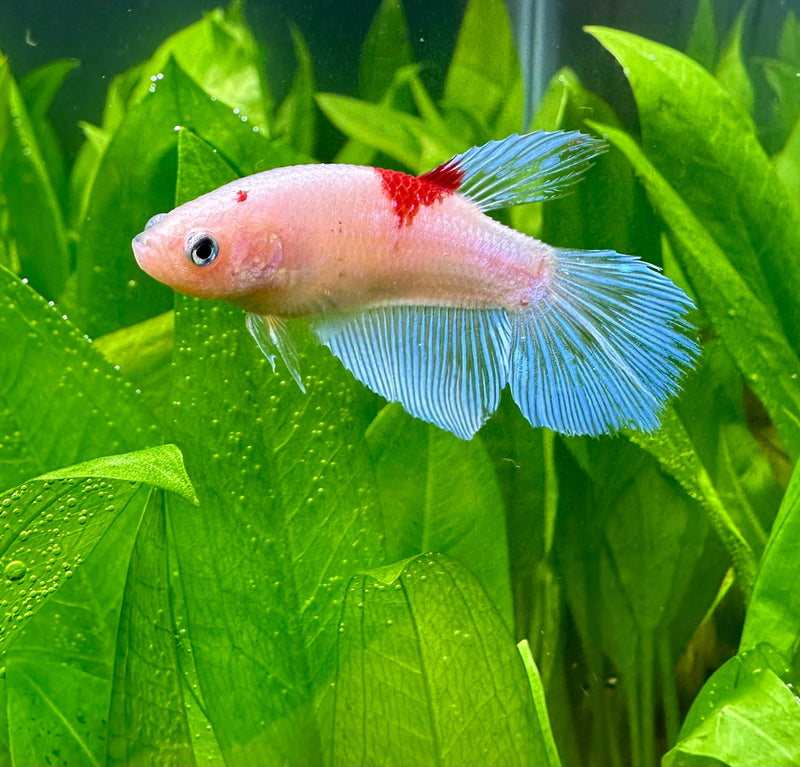 Female Betta Sorority Pack