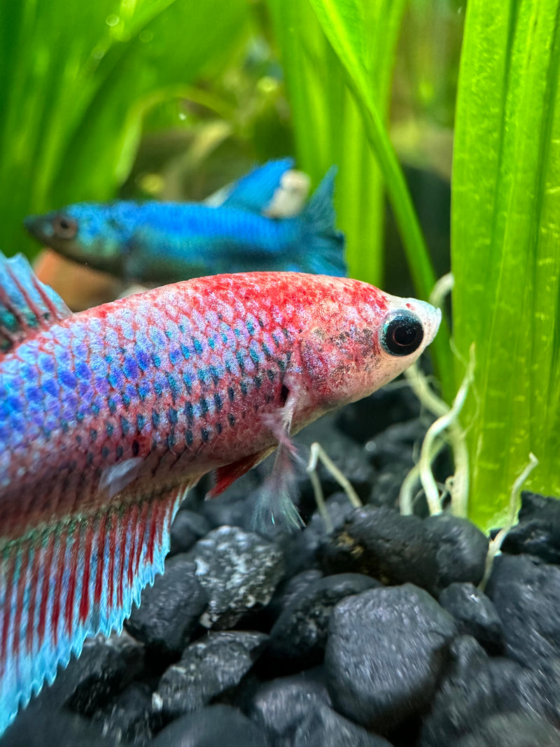 Female Betta Sorority Pack