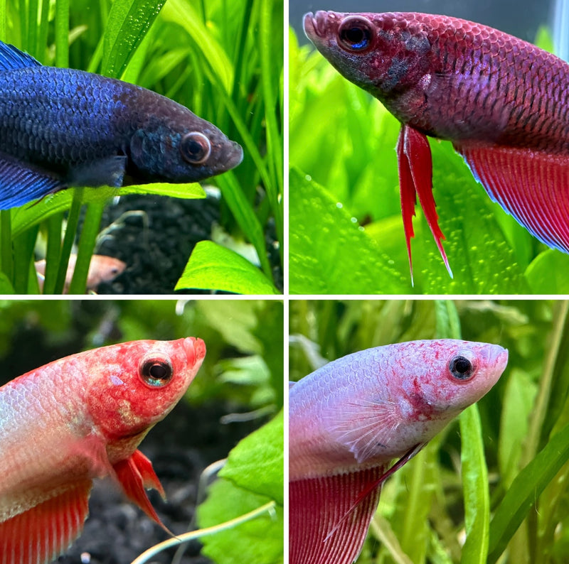 Female Betta Sorority Pack