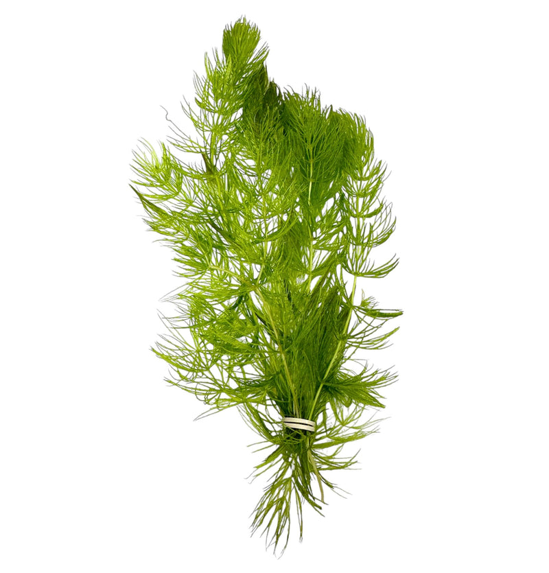 Hornwort (Ceratophyllum demersum)