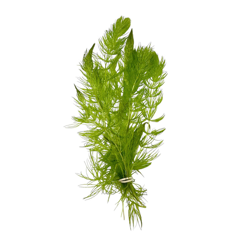 Hornwort (Ceratophyllum demersum)