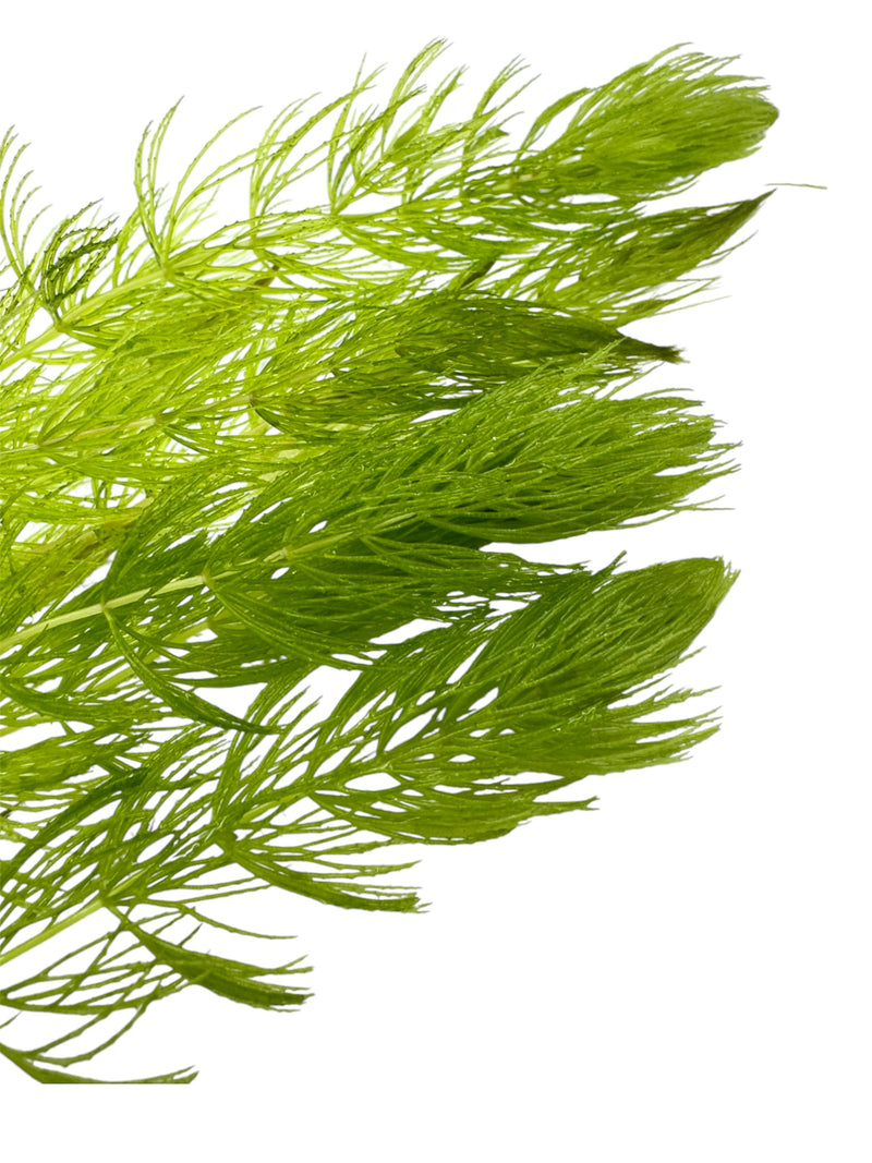 Hornwort (Ceratophyllum demersum)