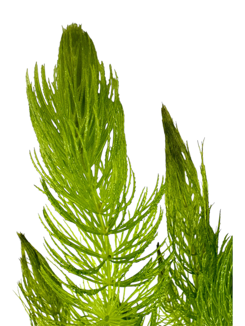 Hornwort (Ceratophyllum demersum)