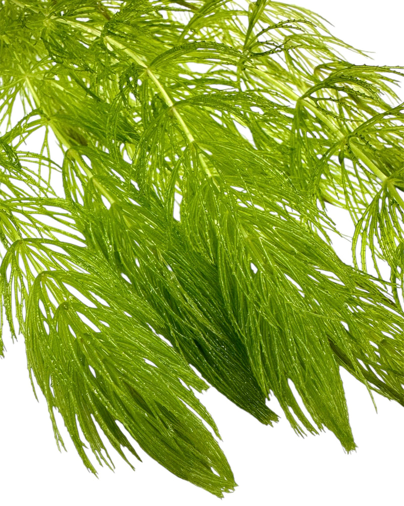 Hornwort (Ceratophyllum demersum)