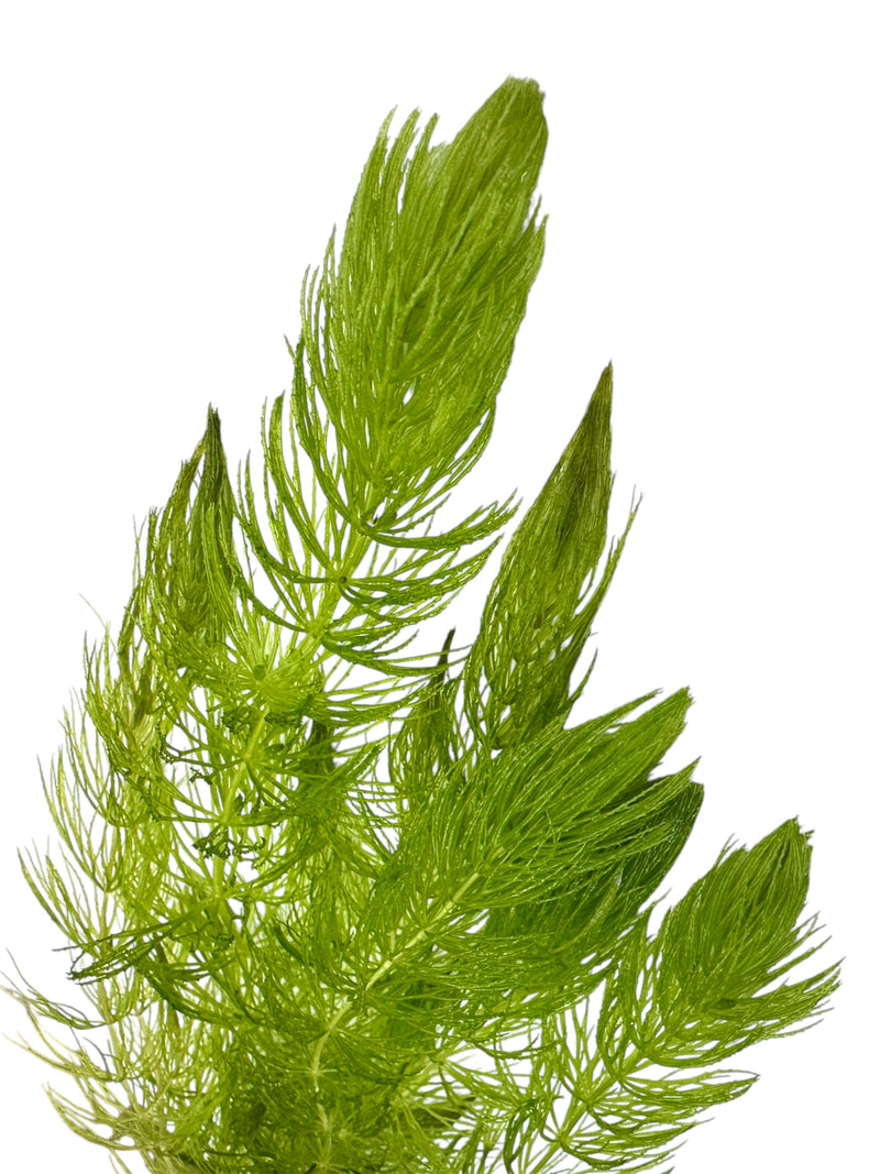 Hornwort (Ceratophyllum demersum)