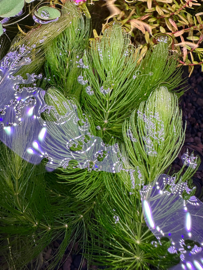 Hornwort (Ceratophyllum demersum)