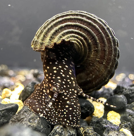 Yellow Spotted Towuti Rabbit Snail