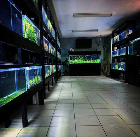 OUR PLANT ROOM