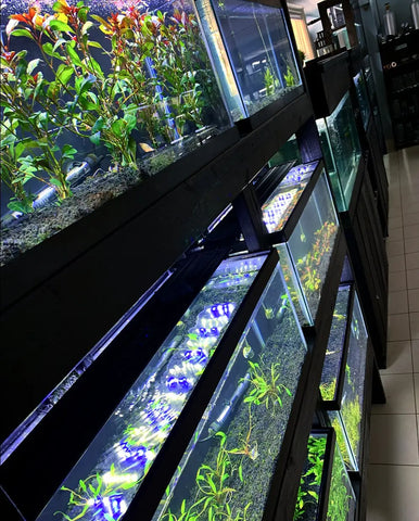 OUR PLANT ROOM