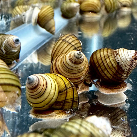 Striped wizard trapdoor snails