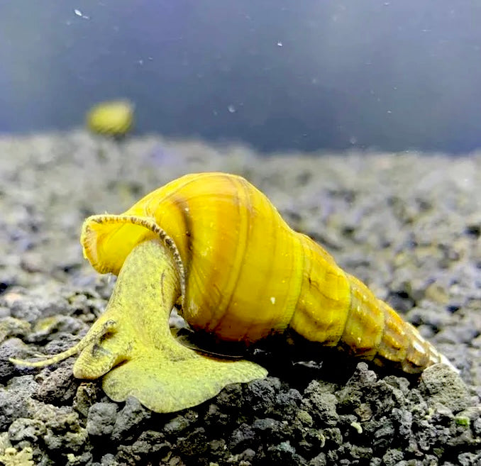 2 Giant Tower Cap Snail (Brotia Herculea) - AquaticMotiv