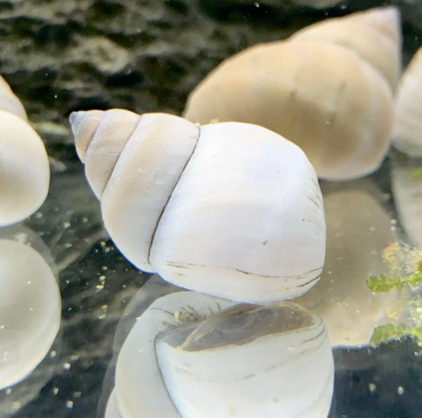 2 White Wizard Trapdoor Snails (Filapaludina Martensi) - AquaticMotiv