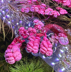 Top 5 Red Plants you can grow without Co2 supplementation