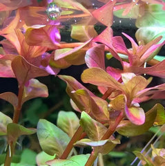 Top 5 Red Plants you can grow without Co2 supplementation