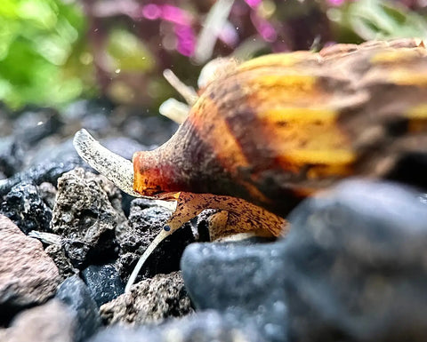 Assassin Snail Care Guide: Care Diet Behavior Parameters Habitat Health.