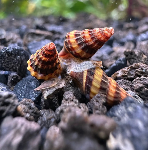 Assassin Snail Care Guide: Care Diet Behavior Parameters Habitat Health.