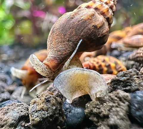 Assassin Snail Care Guide: Care Diet Behavior Parameters Habitat Health.