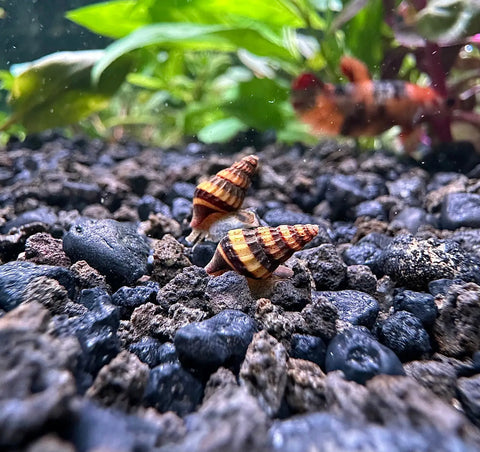 Assassin Snail Care Guide: Care Diet Behavior Parameters Habitat Health.