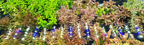 Aquarium Green Water - Causes and how to get rid