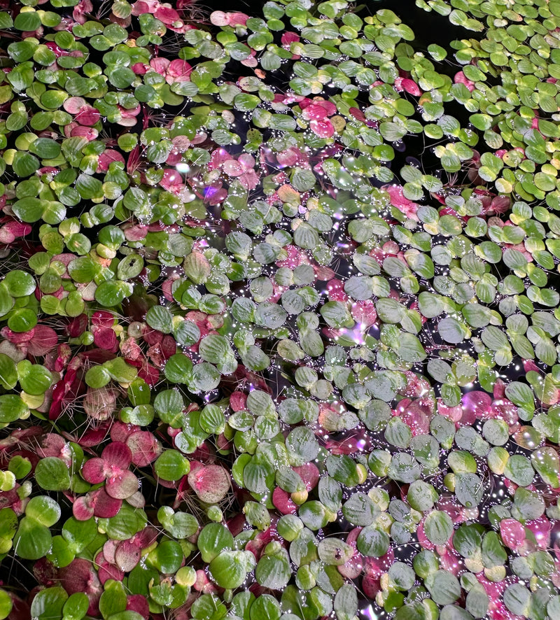 Red Root Floaters (Phyllanthus Fluitans) - Young plants - [AquaticMotiv]