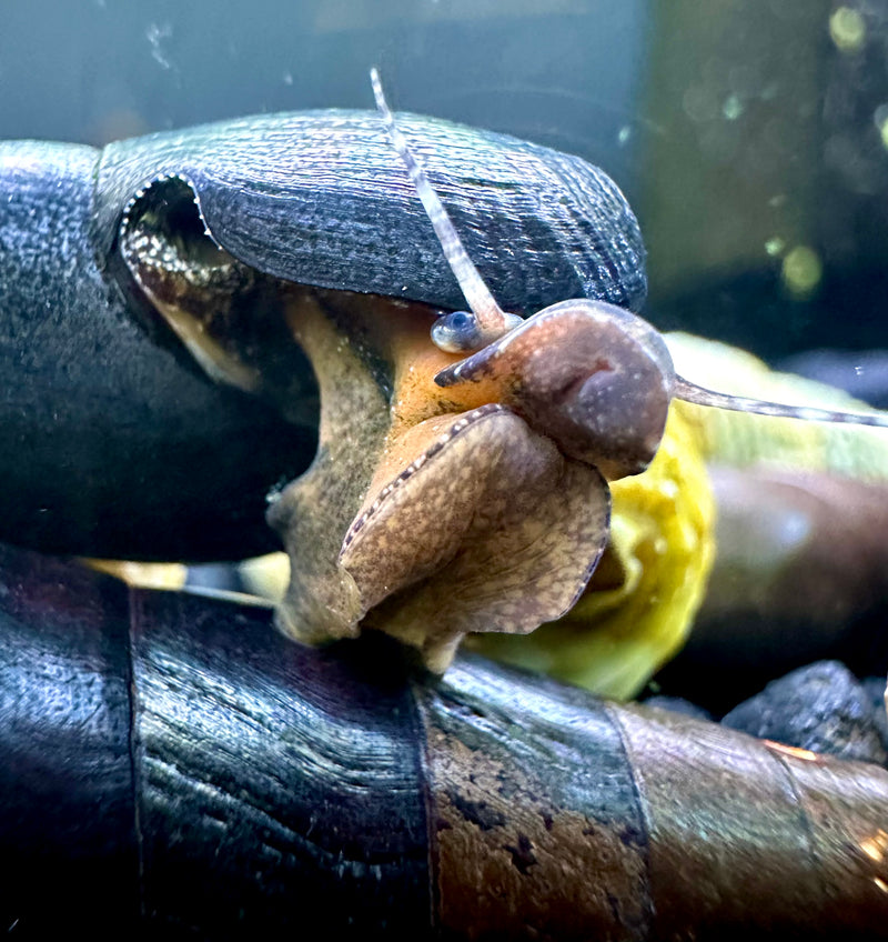 2 Black Devil Spike Snail (Faunus Ater) - [AquaticMotiv]